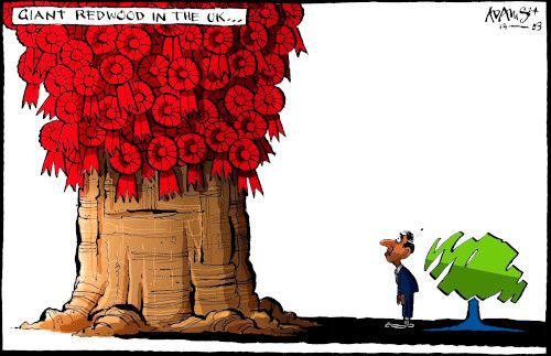 Redwood cartoon