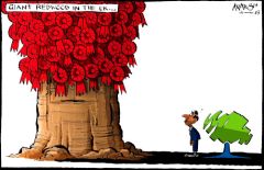 Redwood cartoon