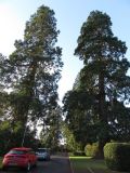 Wellingtonia trees in Taunton planted in the mid-1800s