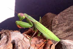 Praying Mantis