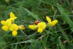 birds_foot_trefoil_1