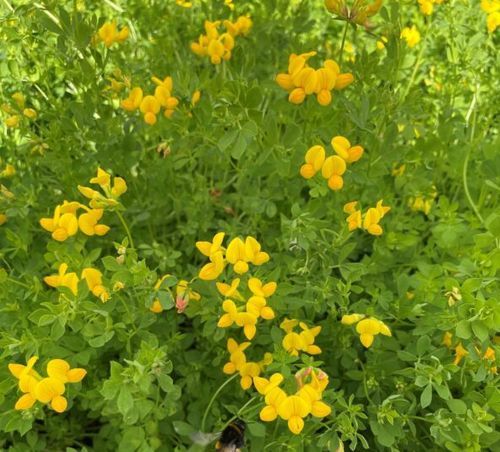 birds_foot_trefoil_2