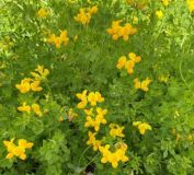birds_foot_trefoil_2