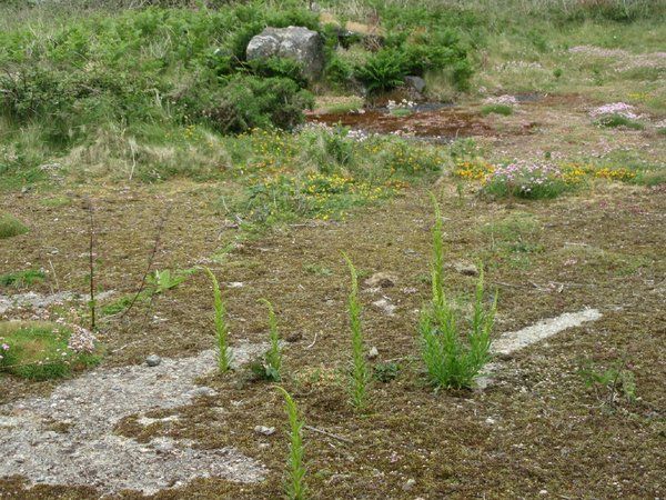 Plant life on Cligga Head mine site