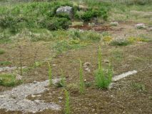 Plant life on Cligga Head mine site