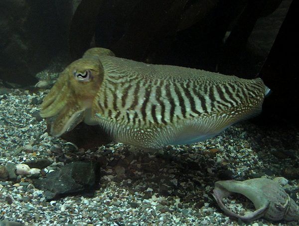Cuttlefish at Ilfracombe aquarium