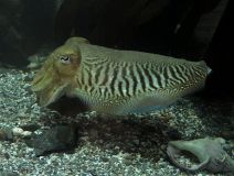 Cuttlefish at Ilfracombe aquarium