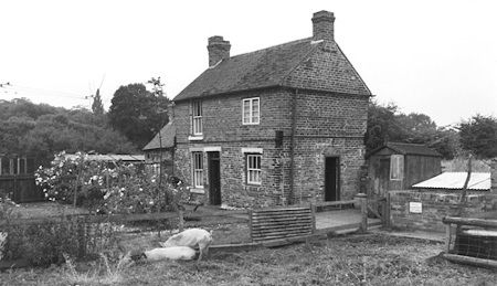 Cottage pigs