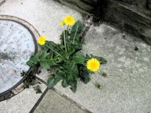 Dandelion 300425