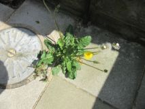 Dandelion 120525