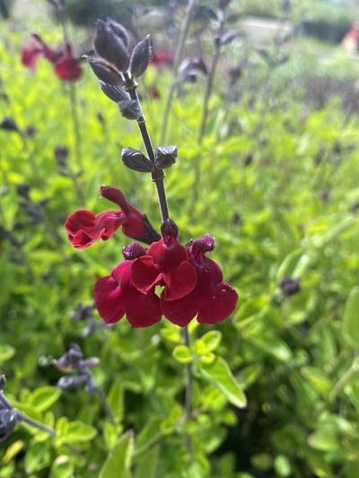 Salvia `Red Velour' from Varneys Plants