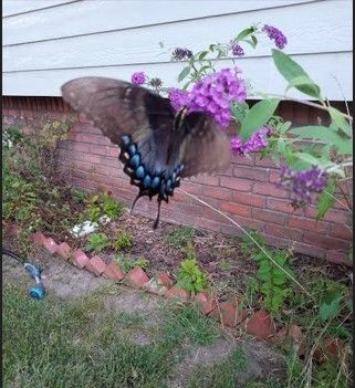 butterfly pic 2