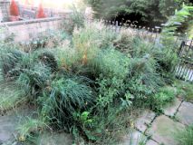 Front Garden 310825