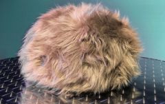 Mystery object 2637