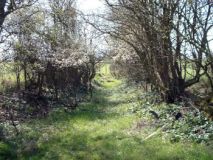 HallLane07