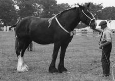 SuttonColdfieldshow764519