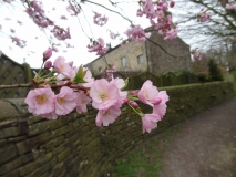 Wild Cherry Blossom