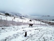 Wendy's family in the snow