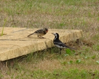 Pied wagtail feeding its young