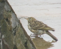 Meadow pipit