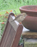 Meadow pipit 2