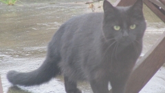 3 legged hunter