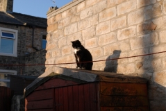 Lodger cat August 13