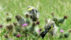 Young goldfinches 3