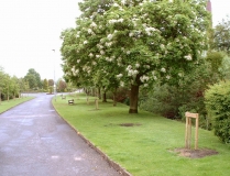 Victorypark060501