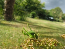Bush cricket