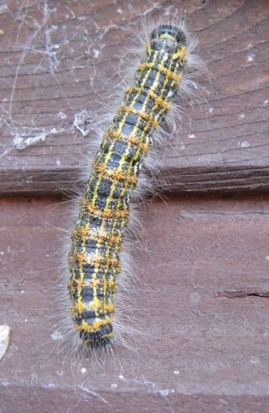 Buff tip moth caterpillar