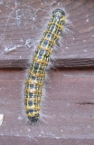 Buff tip moth caterpillar