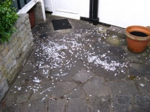 sparrowhawk dinner