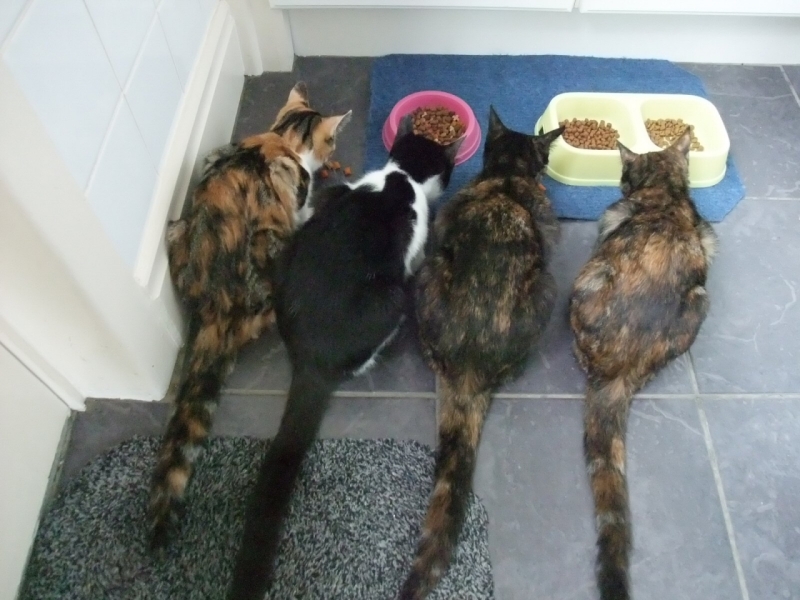Treats Time