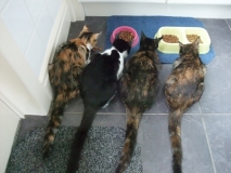 Treats Time