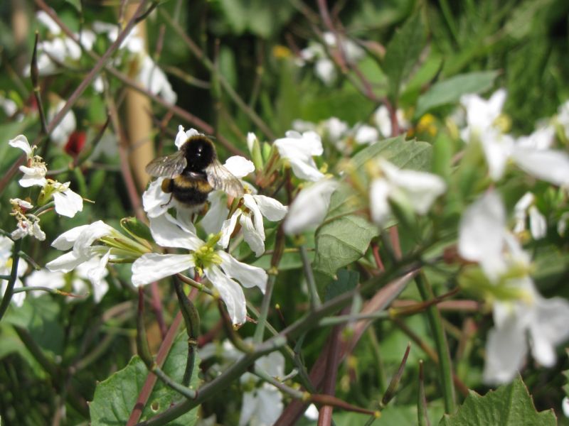 Bloom bee