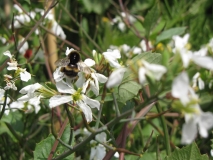 Bloom bee