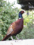 Pheasant on gas well