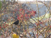 Bird and berries