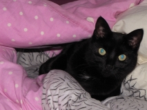 JJ on bed