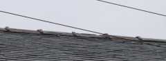 Ridge tiles