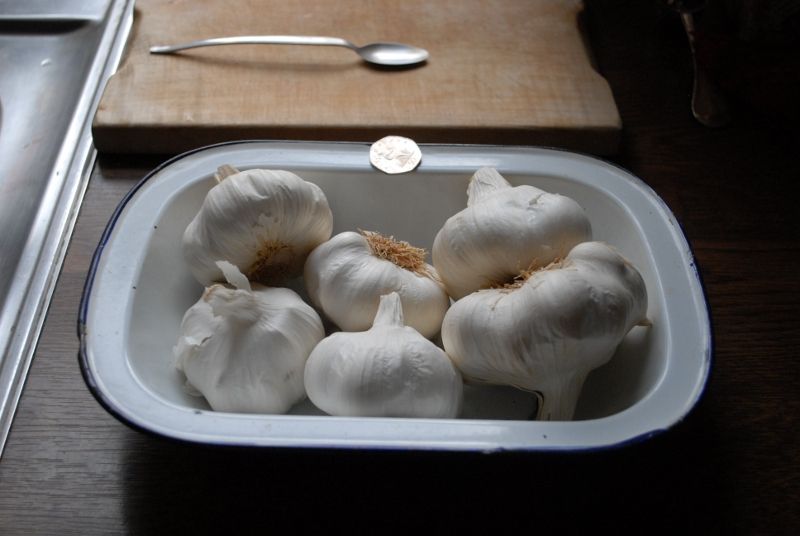 Garlic