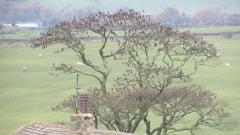 Starling tree