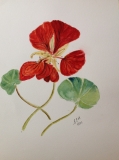 Nasturtium in watercolour