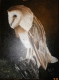 Barn owl