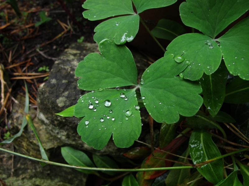 Raindrops on Alchemilla