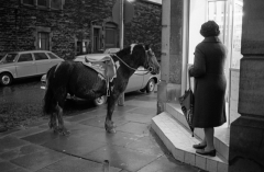 Horseoutsidecoop7721202