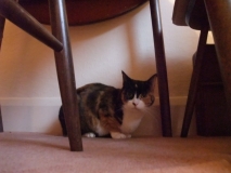 Marmy