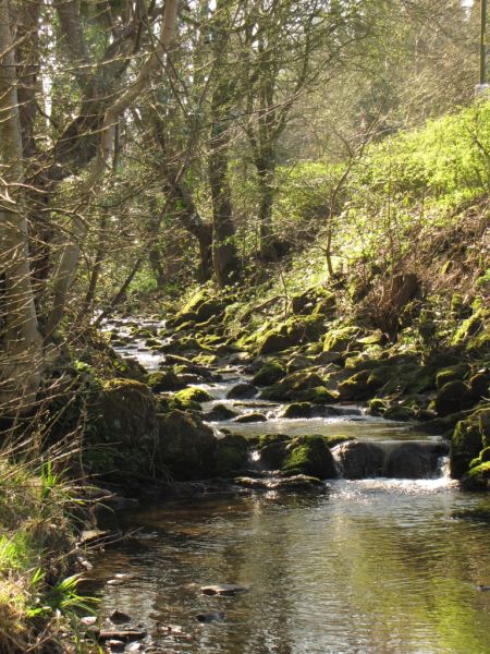 Valley Gardens March 2012