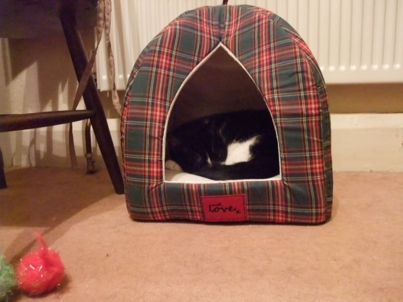 Patchy's new bed.